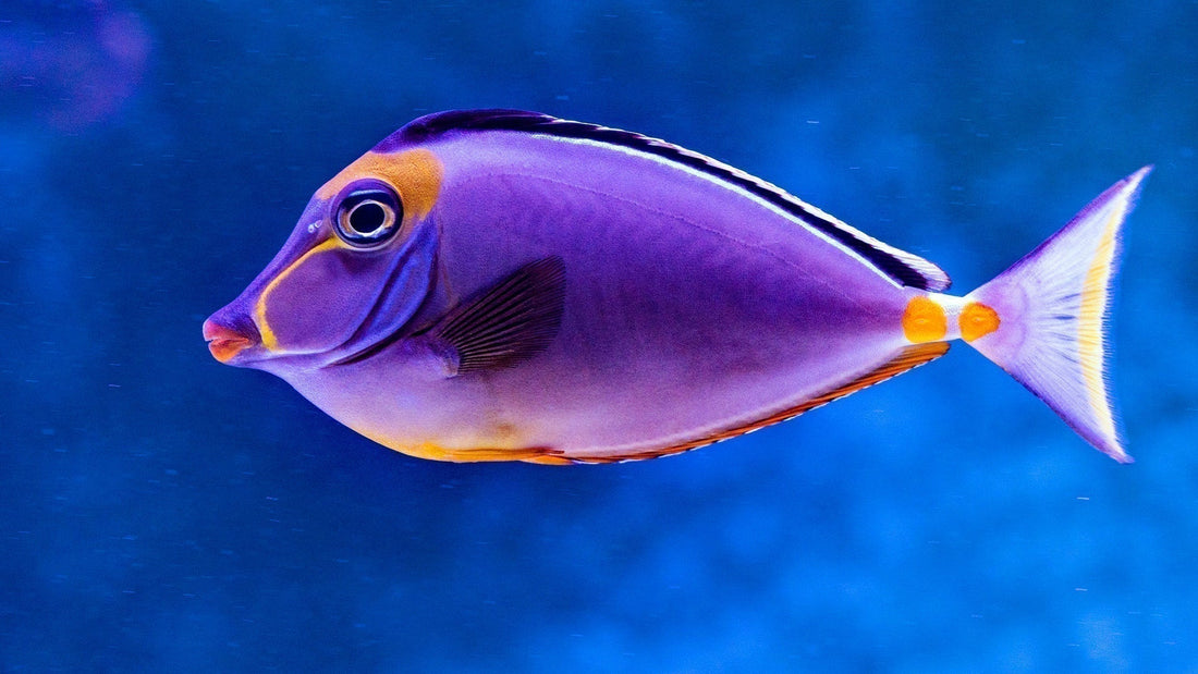 Poisson violet dans l'eau